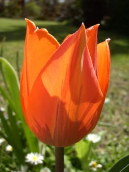 Tulip 04
