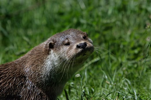 Eurasian river otter