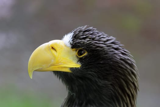 White-tailed eagle