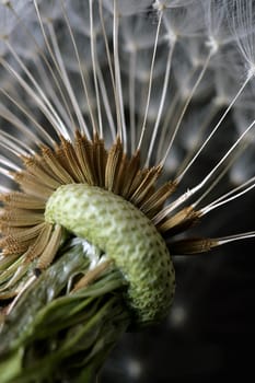 Seed