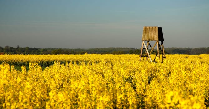 Slowly,the rapeseed dries up and..... it's time for it to rain!
