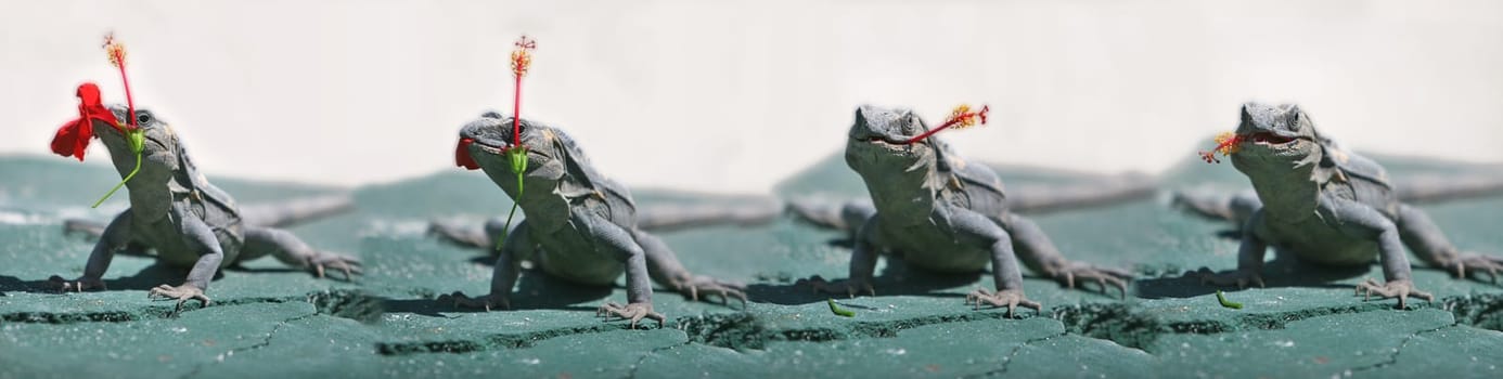Iguana eating