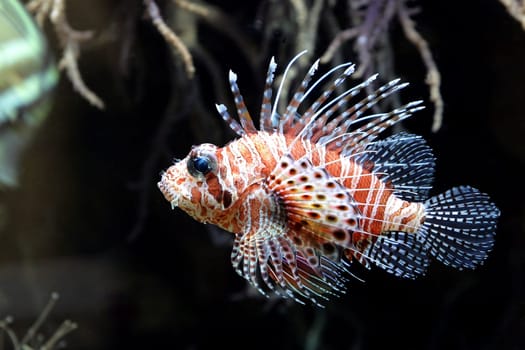 Lionfish