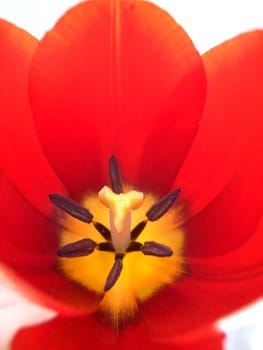 Tulip 5