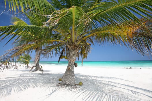 Caribbean Time