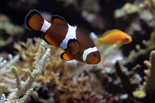 Clownfish