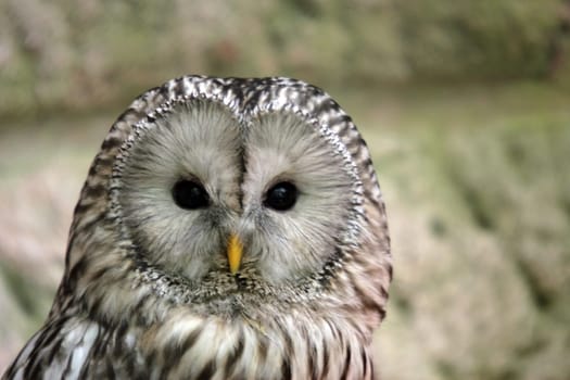 Ural owl