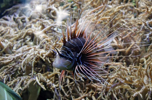 Lionfish