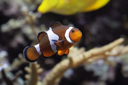 Nemo