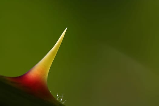Rose thorn
