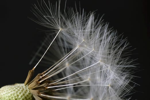 Dandelion