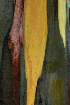 Bark