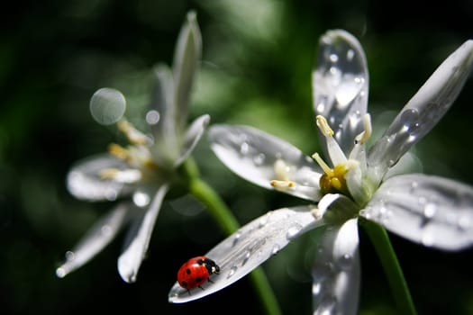 Milk star and ladybug