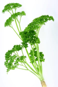 Parsley