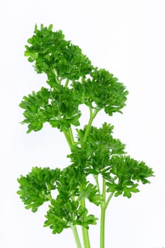 Parsley