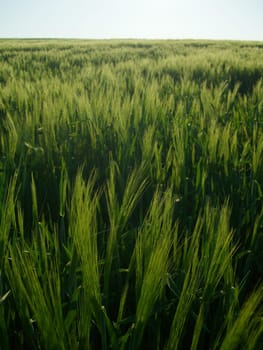 Barley field