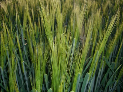 Barley