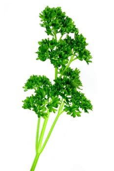 Parsley