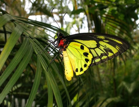 Taken at the Butterfly Park Singapore. Unfortunately,I can't find his name! Who can help?