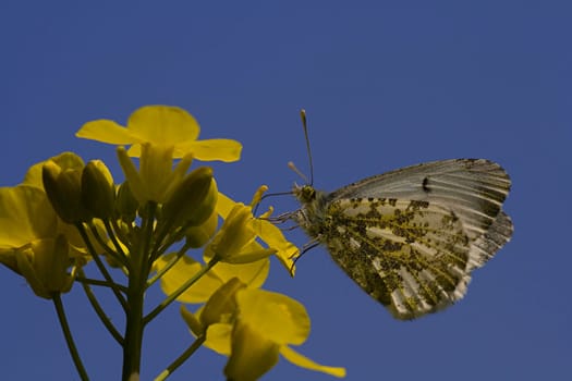 female aurora butterfly