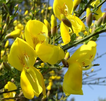 Broom 01