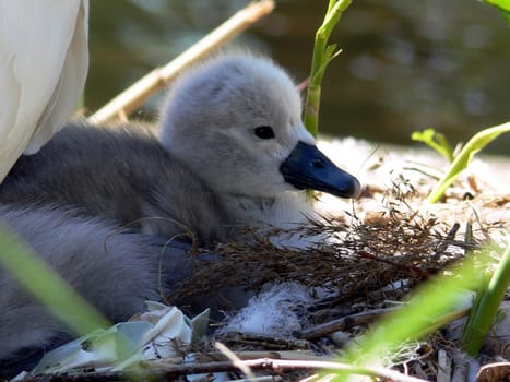 Cygnet
