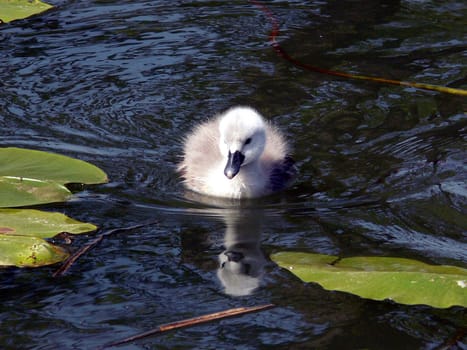 Swimming lessons