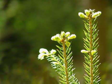 Spruce tops