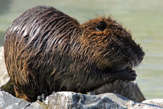 Beaver