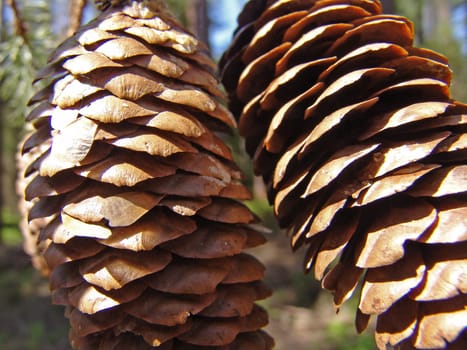Spruce cone
