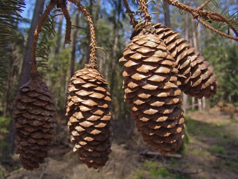 Spruce cone