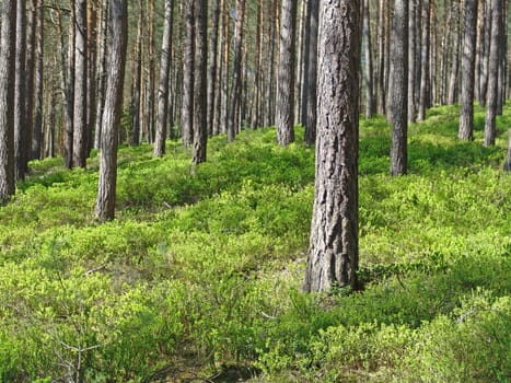 Pine forest in spring