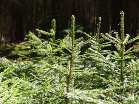 Young spruces