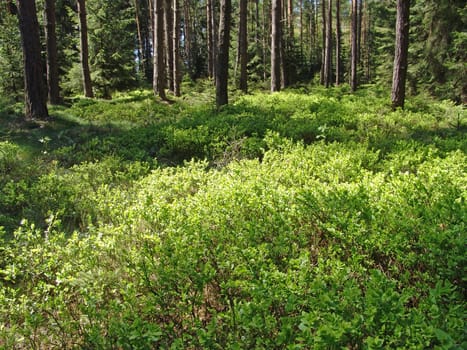 Blueberry bushes