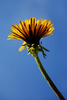 Dandelion in backlight