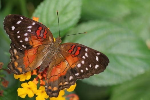 Red Anartia 2