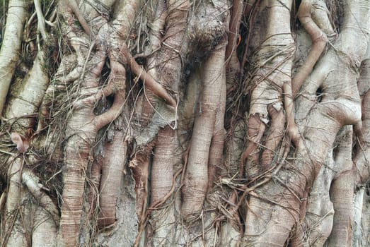 Root