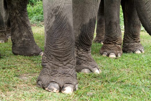 Elephant feet