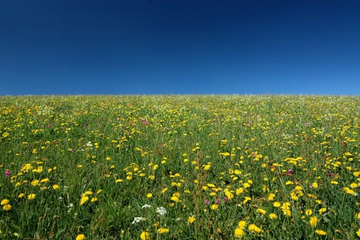 Summer meadow