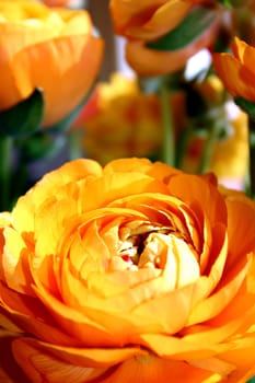 Here comes a small series of ranunculus. Next to the tulips one of my absolute favorite flowers.