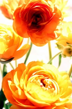 Little ranunculus series,because they are so beautiful....!