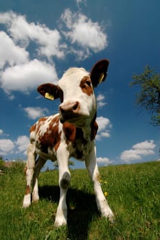 calf animal