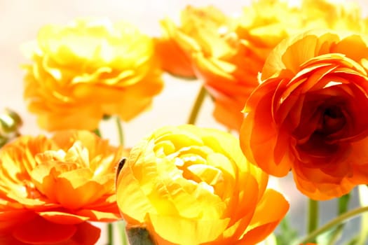 Ranunculus in the sunlight