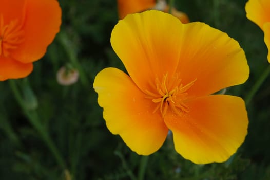 Eschscholzia californica