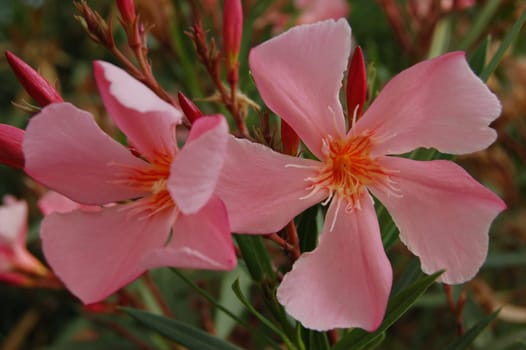 Nerium oleander