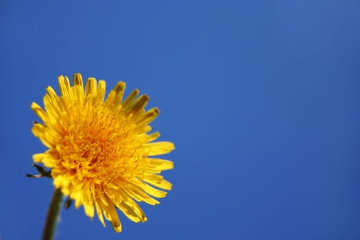 Dandelion