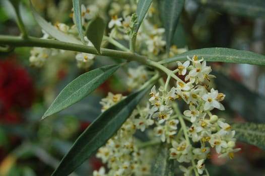 Olea europaea