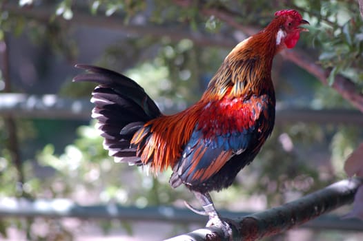 Proud rooster