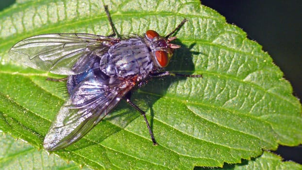 Fly [Calliphora vomitoria]