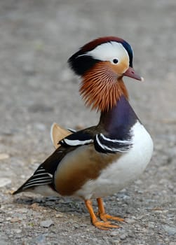 Mandarin duck